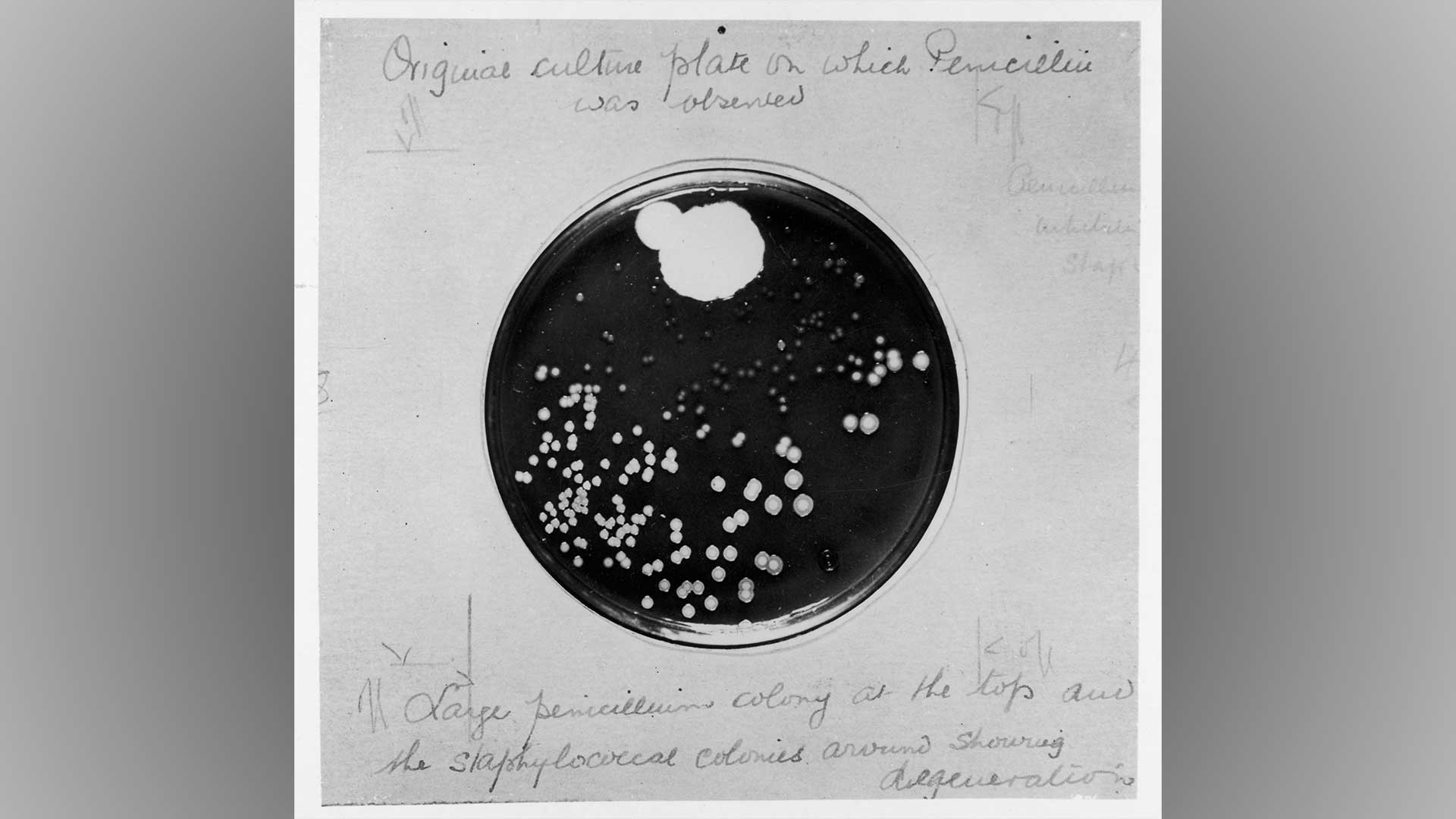 Original culture plate with Penicillin