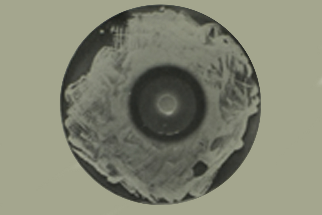 Fleming's Petri Dish