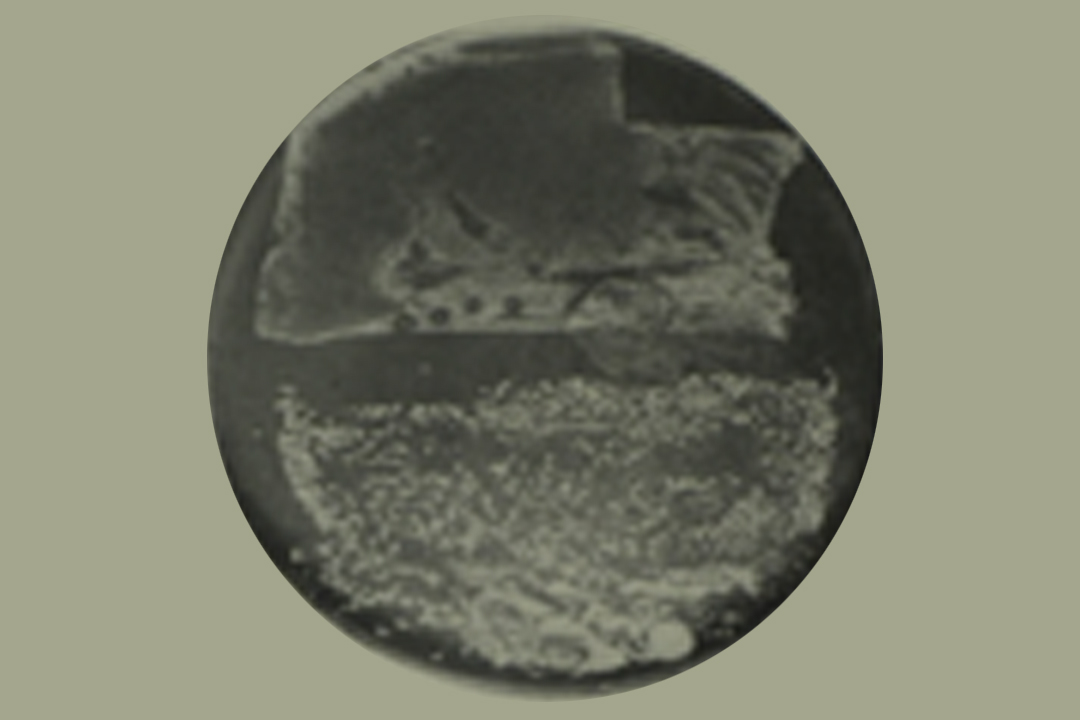 Fleming's Petri Dish