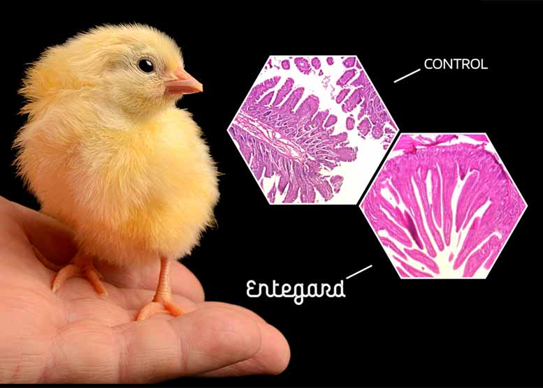 Bioseutica® Entegard® Poultry - Enhanced Gut Benefits
