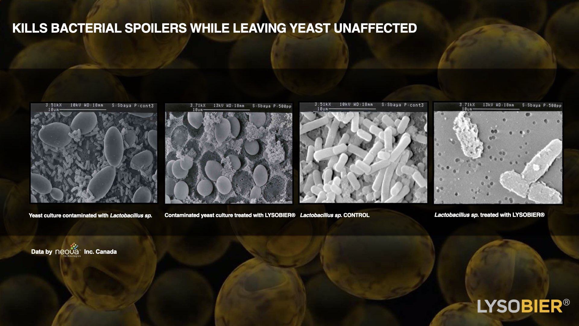Bioseutica® LYSOBIER® - Kill bacteria Spoilers while protecting the yeast