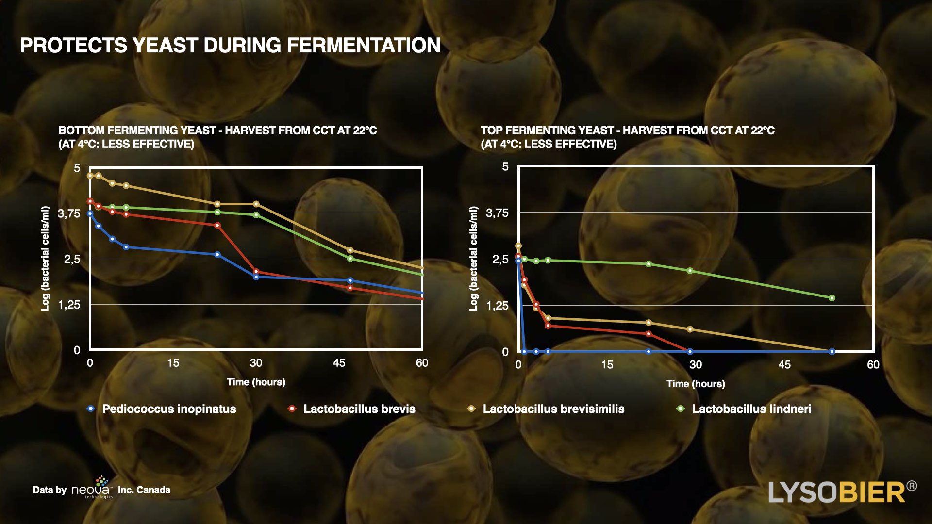 Bioseutica® LYSOBIER® - Protects the yeast during fermentation