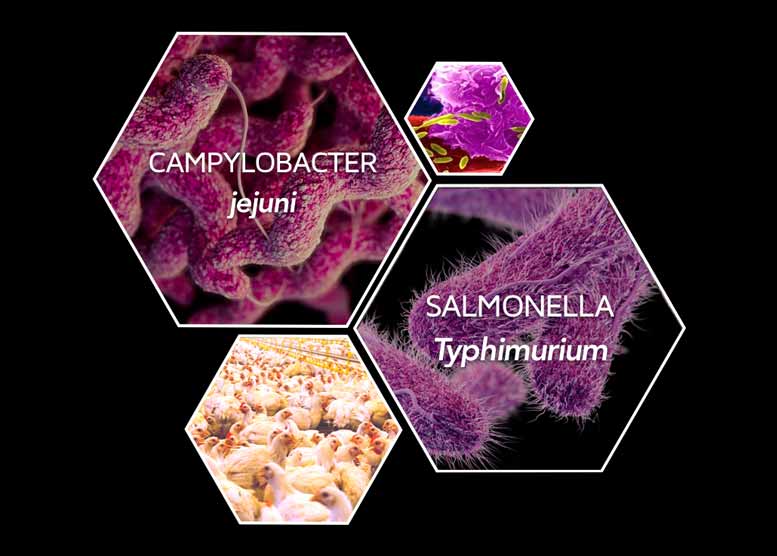 Bioseutica® Entegard® Poultry - Destroys bacterial cell walls